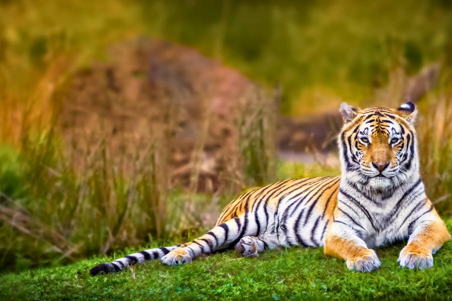 Golden Triangle Tour with Ranthambore National Park